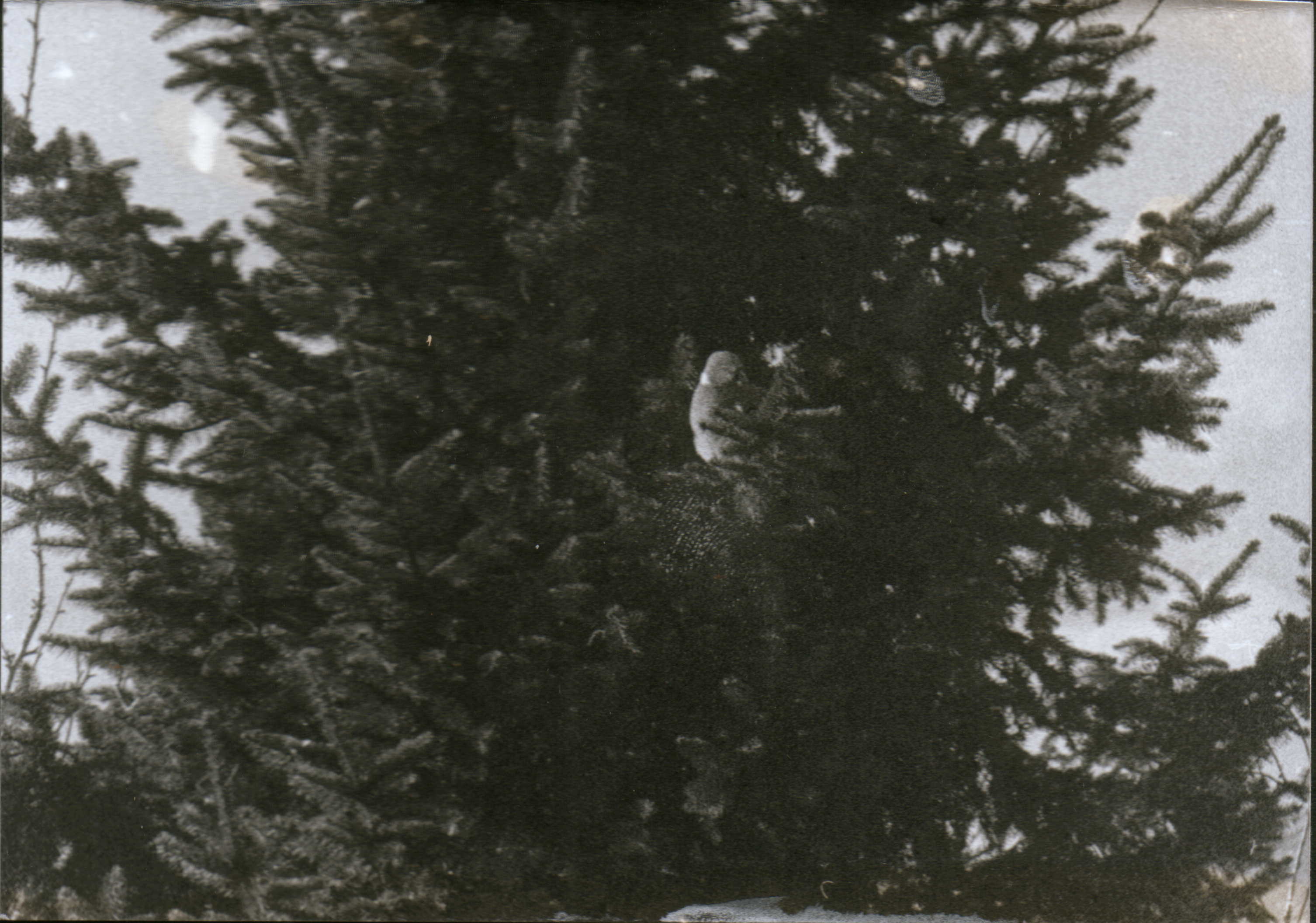 Pigeon in a tree.