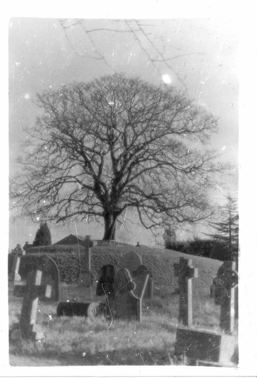 Tree in graveyard
