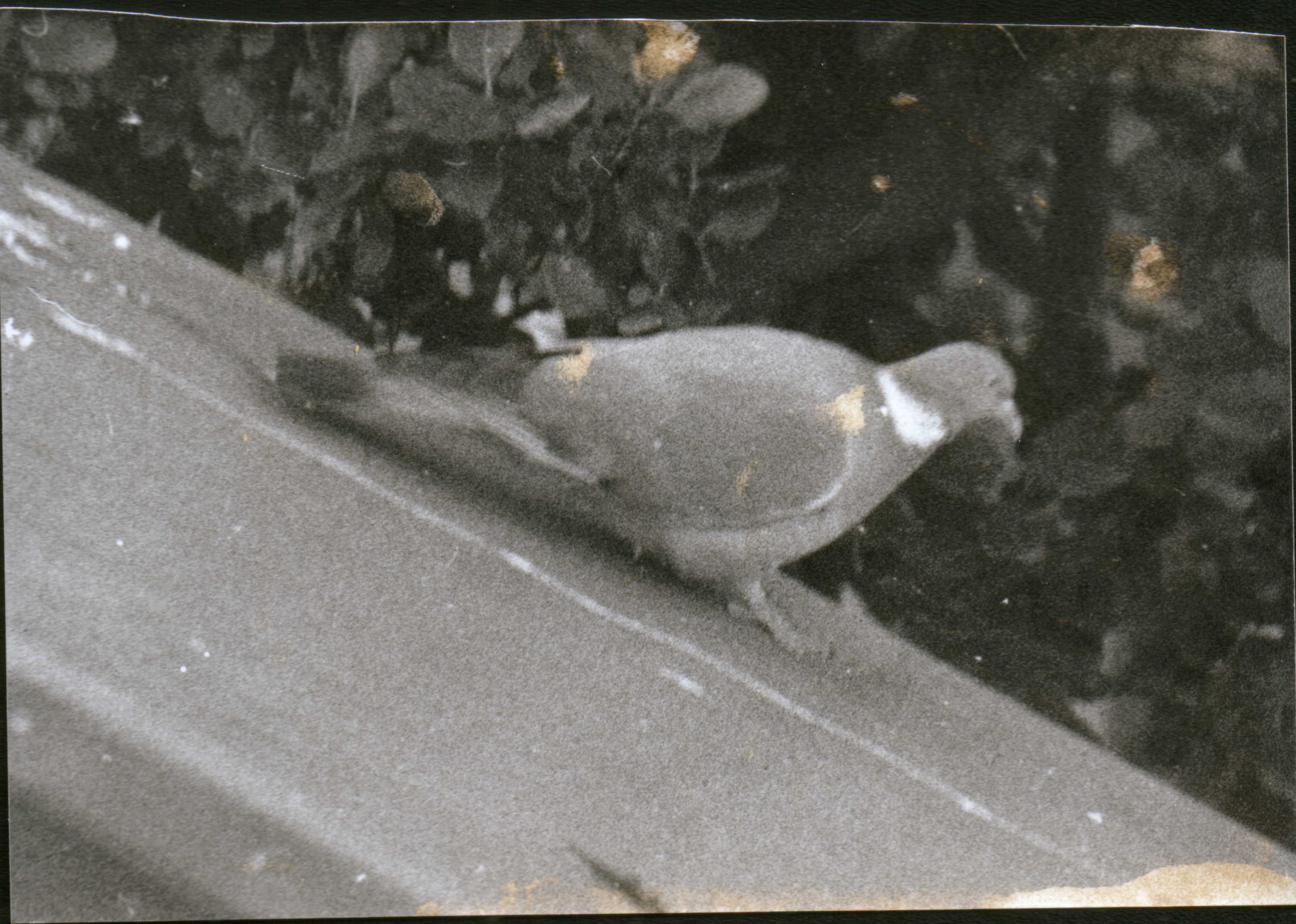 A pigeon on my woodstore.